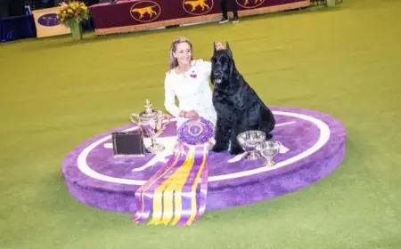 Watching the 2026 Westminster Dog Show: A Complete Guide