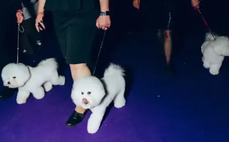 Exclusive Behind-the-Scenes Look at Westminster Dog Show 2026