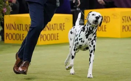 Westminster Dog Show 2026: 150th edition narrows to Best in Show field