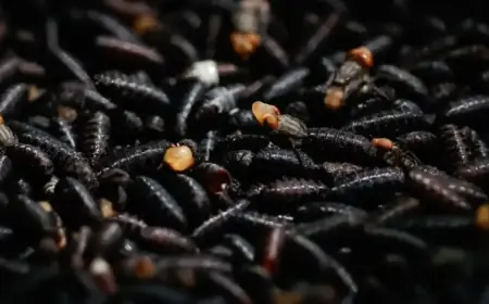 USDA Deploys Flies at US-Mexico Border to Combat Screwworm Infestation