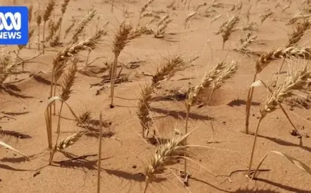 South Africa Provides Low-Interest Drought Loans to Farmers