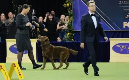 Westminster Dog Show 2026: Live Updates on Best in Show and Group Winners