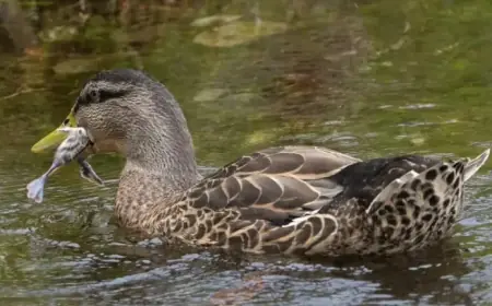 DoC Shocked as Ducks Captured Eating Native Chicks Alive