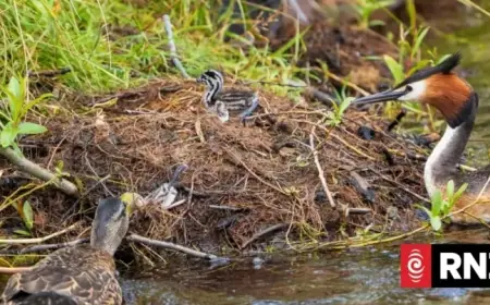 Ducks Euthanized After Preying on Native Pūteketeke Chicks