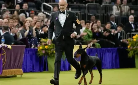 Westminster Dog Show: Seven Canines Vie for Top Prize Tonight