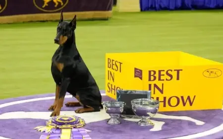 Highlights from the 150th Westminster Dog Show: A Photo Showcase