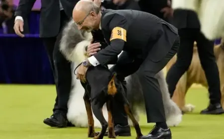 Good Girl Claims Best in Show Title at Westminster