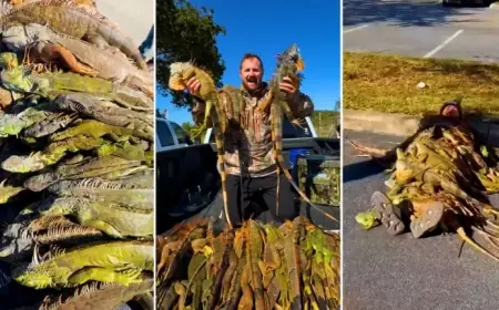 Floridians Harvest Falling Iguanas Amid Cold Snap Concerns
