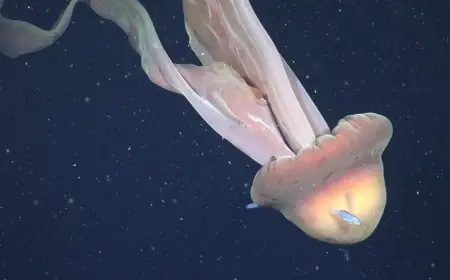 Giant Phantom Jelly Sighting Off Argentina Captured on Deep-Sea Video, Renewing Questions About One of the Ocean’s Rarest Giants