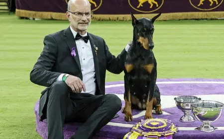 Westminster Dog Show 2026: Penny the Doberman Wins Best in Show as a Chesapeake Bay Retriever Takes Reserve in a Landmark 150th Year