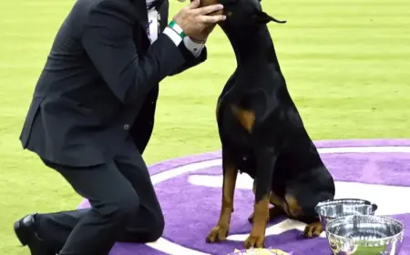 Doberman Pinscher Penny Triumphs at Westminster Kennel Club’s Best in Show