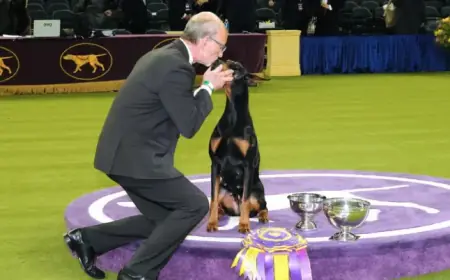 Top Finalists Shine at 2026 Westminster Dog Show