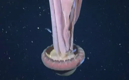 Giant Phantom Jellyfish Spotted Off Argentina Rekindles Deep-Sea “Ghost” Mystery as New Footage Shows a Rare Giant Drifting Near the Twilight Zone