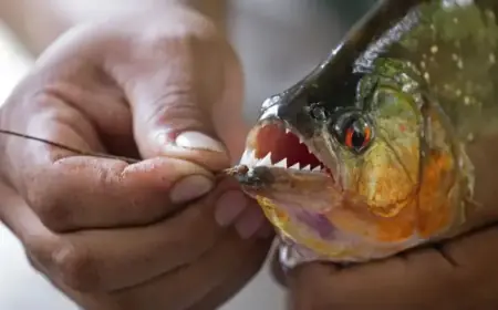 Piranhas Attack: Ten Swimmers Injured, River Turns Red with Blood