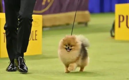 Living Among 33 Pomeranians and Thousands of Other Dogs