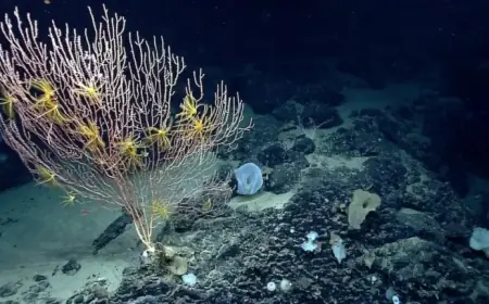 Trump Lifts Obama-Era Fishing Restrictions in New England’s Protected Waters