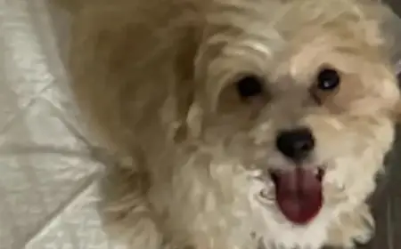 PETA Commends Brookhaven Police for Arresting Rapper Aspen Easterling in Dog Abuse Case