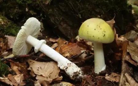 Four Dead, Three Receive Liver Transplants from Death Cap Mushrooms in California