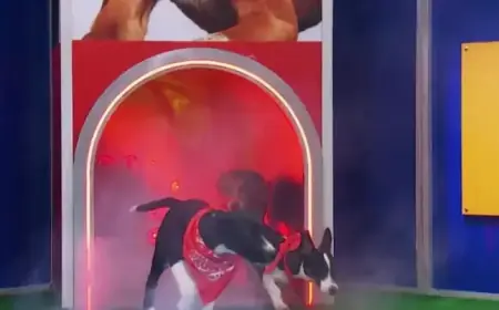 Adoptable Puppies Compete in the Annual Puppy Bowl