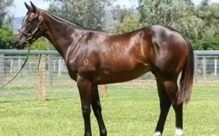 Riversdale Unveils Premium Classic Fashion Collection