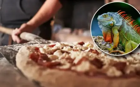 Florida Restaurant Surprises Diners with Iguana-Topped Pizza