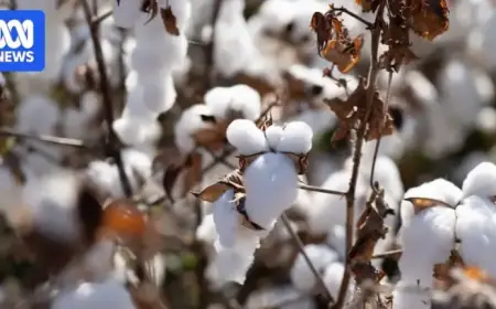 Kimberley Cotton Growers Achieve Record Crop Yield