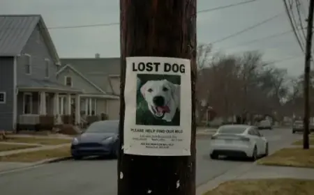 Creative Community Critiques Ring’s Ad for Failing Dog Rescue Message