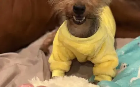 “Yorkie Rescue: Apple Thrives After Dog Cruelty Ordeal”