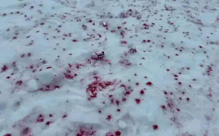 Gender Reveal Party Blamed for Lake Louise Environmental Damage