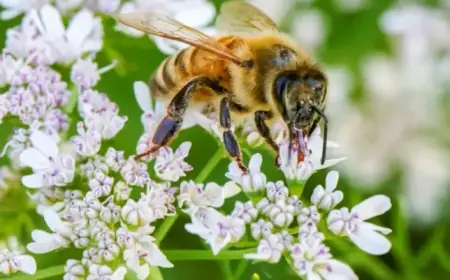 Spelling Bee Solutions for January 31, 2026