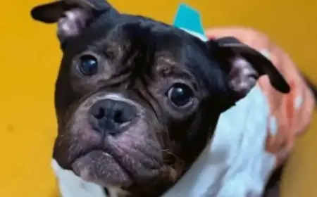 World-Class Snuggle Bug Missy Seeks Forever Lap Home