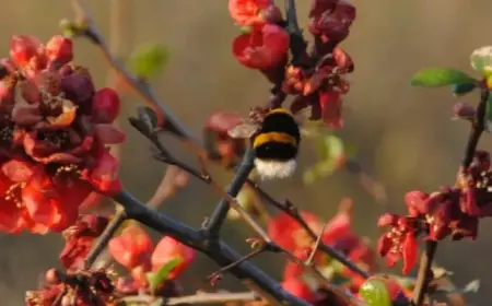 Feb. 10, 2026: NYT Spelling Bee Solutions Revealed