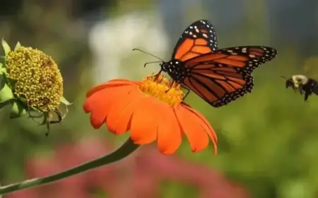 NYT Spelling Bee Solutions for February 11, 2026