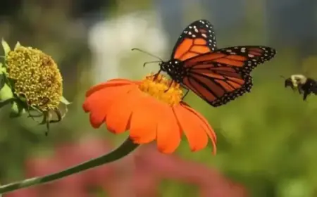 Spelling Bee Solutions for February 11, 2026: NYT Puzzle Insights