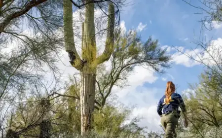 Nancy Guthrie Search: Real-Time Updates