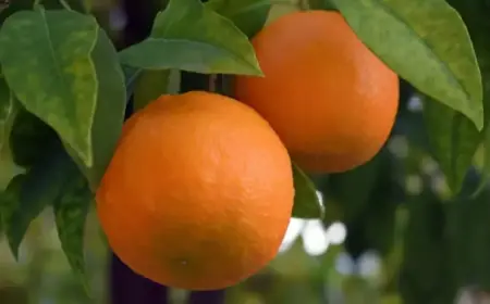 Hurricane Harry Devastates Southern Italy’s Agriculture