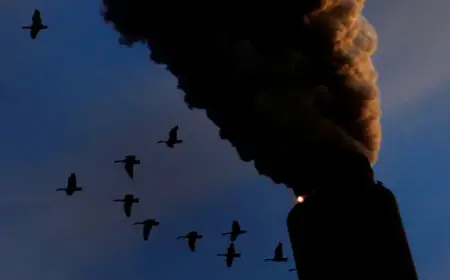 Trump Revokes U.S. Authority to Regulate Climate Policies