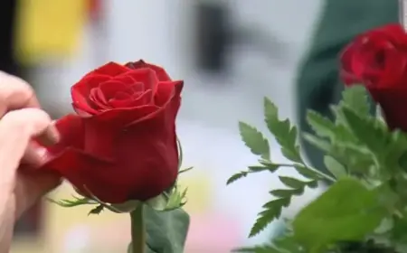 Busch’s Florist Prepares for Valentine’s Day Boom Amid $3.1B U.S. Flower Spend