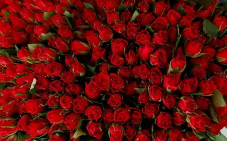 “Why Roses Dominate Valentine’s Day: Exploring Alternative Flowers for February 14”