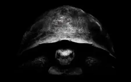 Bezos Taunts Musk on X with Turtles: Unveils New Moon Mission