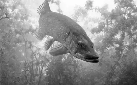 Report: Revitalizing Predatory Fish Populations in Stockholm’s Outer Archipelago!