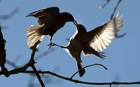 Spring Blooms Set to Transform New England Landscape