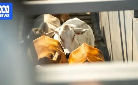 Streamline Cattle Loading with Herd Behavior Techniques