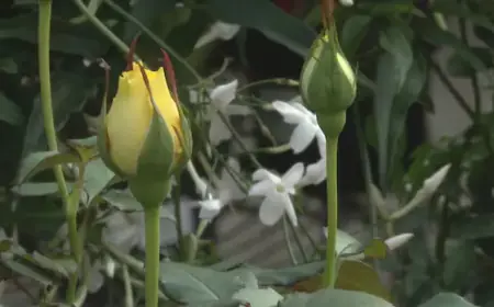 Experts Reassure: Calgary Flora Adapt to Rising Temperatures
