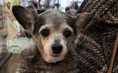 Vernon Animal Auxiliary Thrift Store Struggles to Meet Surging Demand