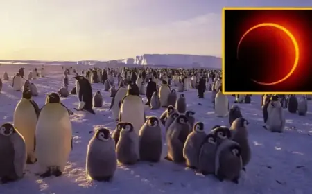 Antarctica Hosts Rare ‘Ring of Fire’ Solar Eclipse on February 17