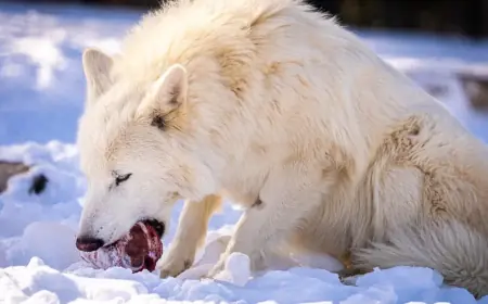 dire wolf siblings Romulus and Remus hit new pack milestones as revival effort advances