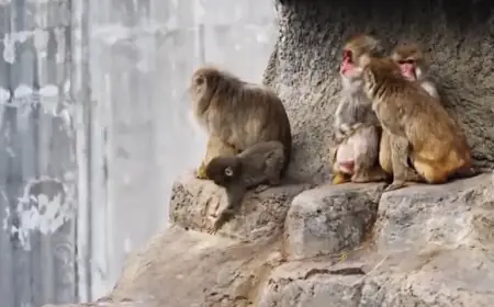Orphaned Baby Monkey with Toy ‘Mother’ Finds New Family; Heartwarming Story Goes Viral