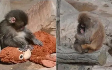 Punch The Monkey: Abandoned Baby Macaque Clings to Stuffed Orangutan and Draws Crowds