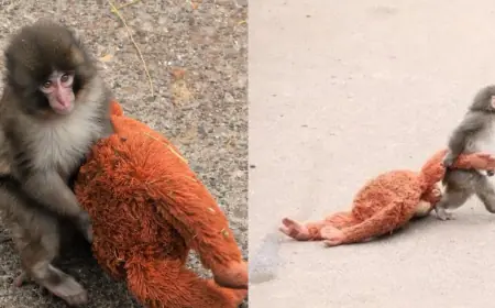 Punch The Monkey: Rejected Baby Macaque Clings to Cuddly Orangutan Toy and Wins Global Attention